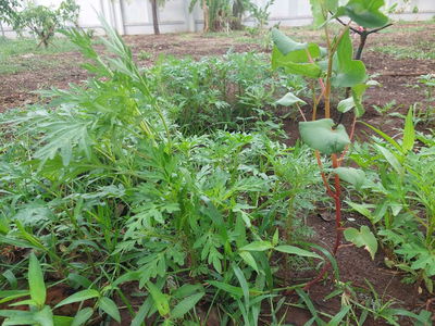 Quá rẻ lô đất ngay gần đường lớn nhất Vũng Tàu chỉ vài trăm mét