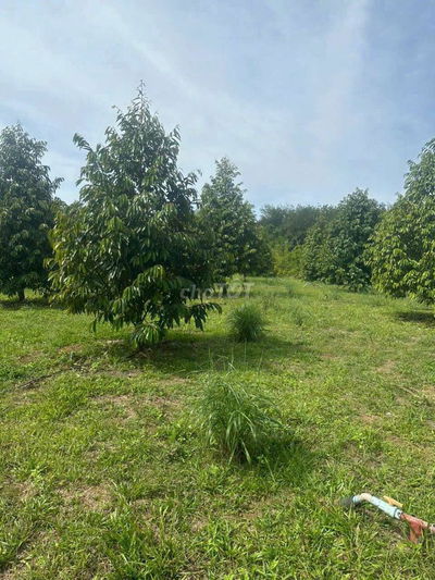 Kẹt tiền bán gấp hec đất tặng luôn cây sầu sổ hồng riêng