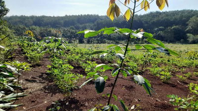 Đất view suối, phù hợp làm Homestay, Farmstay