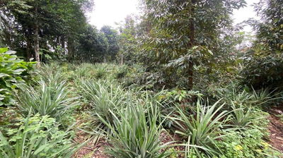 Đất xây nhà vườn mini 200m2 có 150m2 đất ở có 1 số cây ăn trái