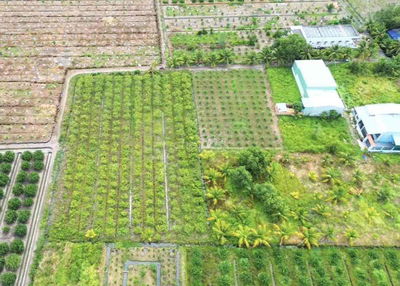 3100m(44x65m) chuyển full thổ cư. Nhựa vô 300m, về Bình Chánh 15km