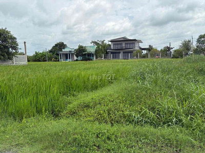 bán đất lúa(đất nông nghiệp)