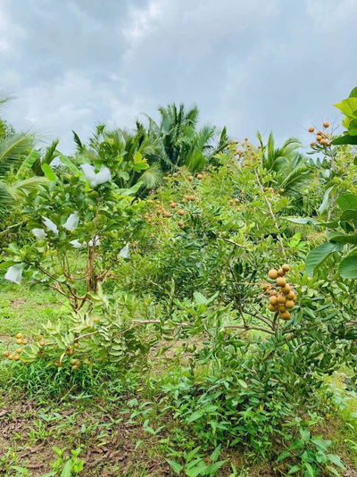 Đất vườn Quới Sơn Bến Tre 6,8 công