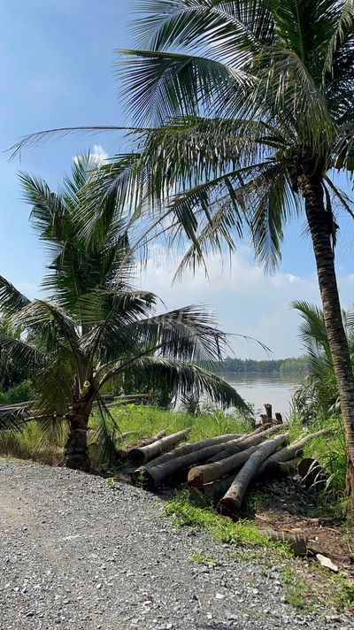 222m² đất vườn ven sông Cửa Tiểu – giá chỉ 160 triệu! 🌿🍍🌱