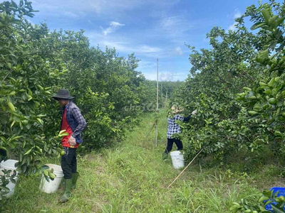 Đất vườn Bình Đức đg 6m hiện sổ giá rẻ nhất kv