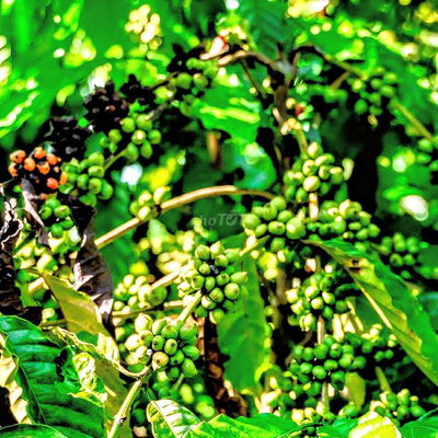 BÁN NHANH 22,5HA RẪY CFE + CAO SU CÓ SẴN DÒNG TIỀN - ĐẮK R’LA, ĐẮK MIL