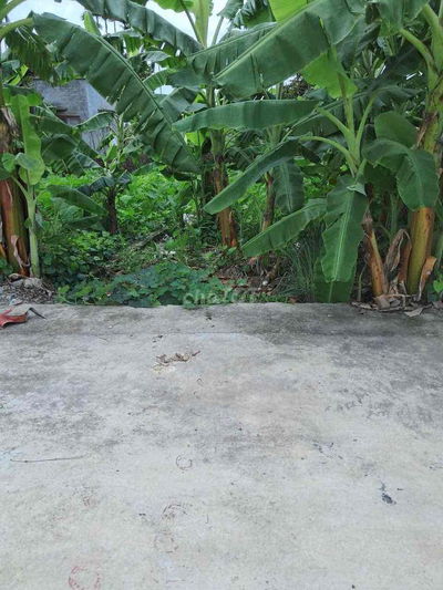 Kiều Hạ - Quốc Tuấn