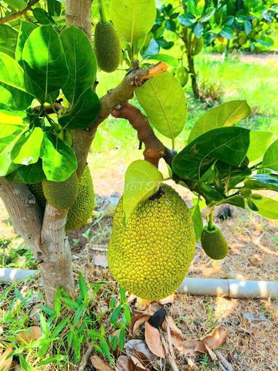 🔥 NGỢP NGỢP !! BÁN VƯỜN CÂY ĂN TRÁI  LÁNG DÀI, ĐẤT ĐỎ  GIÁ 1TY380