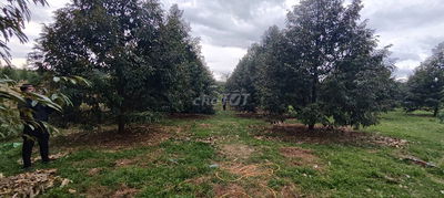 Cuối năm chủ cần ra gấp vườn sầu riêng 6 năm tuổi, 7200m2, giá 2 tỷ 8