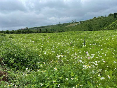 Đất Bảo Lộc View Săn Mây Giá Rẻ