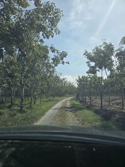 Bán đất xóm bố gò dầu tây ninh