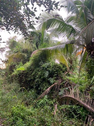 Mình chính chủ bán 1200m đất tại kênh 5