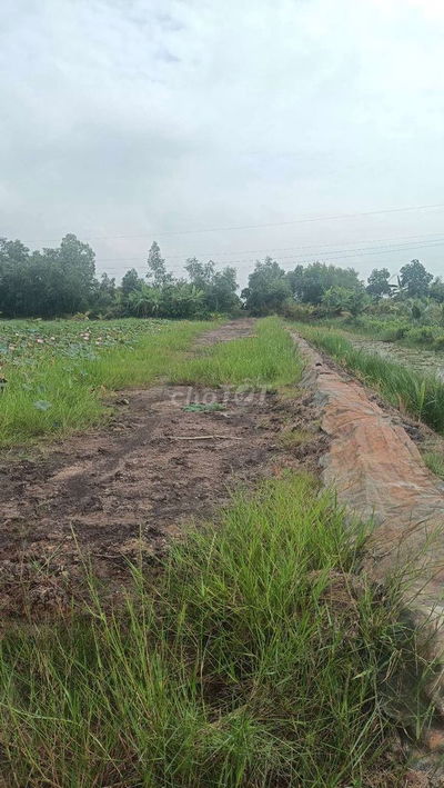 Bán đất sổ riêng 1700m xã Tân Bình Tân thạnh Long An giá 500tr