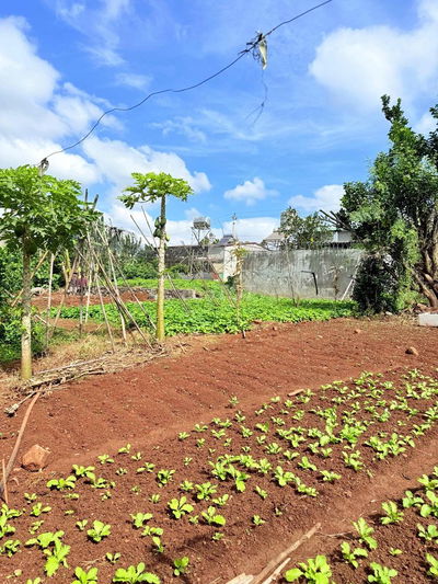 ĐẤT TỔ DÂN PHỐ 4 -PHƯỜNG EAKAO