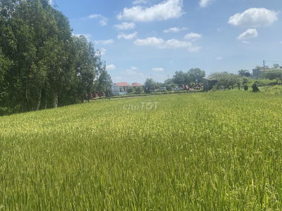 Cần bán GẤP đất nông nghiệp tại xã Vĩnh Lộc A (Bình Chánh - TPHCM)