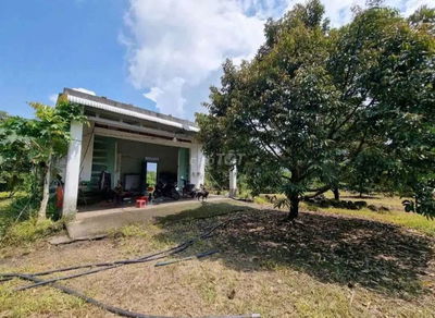 🌳 CẦN BÁN GẤP VƯỜN SẦU RIÊNG CÓ NHÀ VƯỜN ĐẸP 🌳