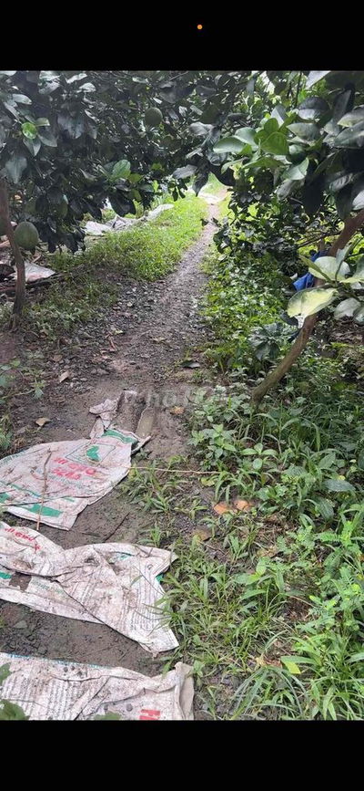 Basn gấp-Đất ngân hàng thanh lý