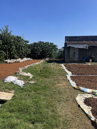 BÁN 1,4HA CAFE ĐANG THU HOẠCH - HẺM 221 ĐOÀN THỊ ĐIỂM, P1,  BẢO LỘC