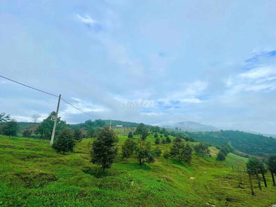 Đất sầu riêng 30ha Đam Rông, điện nước đầy đủ, đường ô tô vào tận nơi