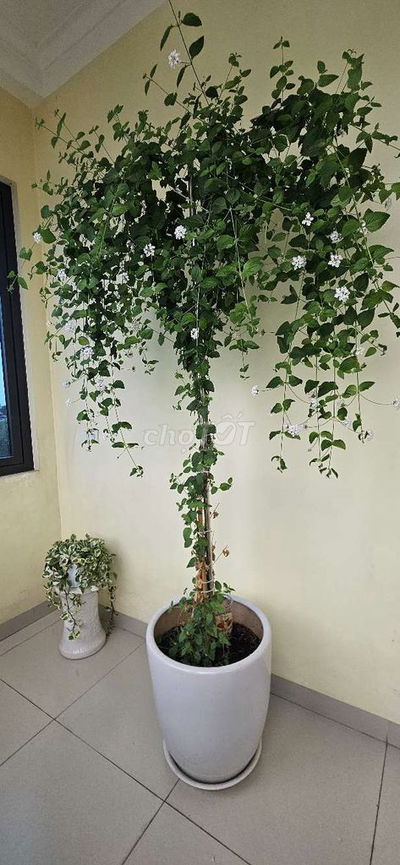 Cho thuê nhà 132 ngõ Hoàng An, Lê Duẩn - Hà Nội