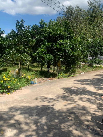 Vườn mít đỏ 1100m2 /290 triệu đang thu hoạch đường oto sổ riêng