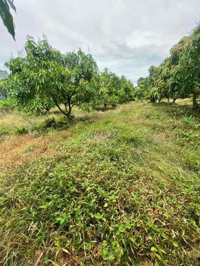 MT QL DT949 43m 5000m vườn xoài thổ cư 200m Lê Trì - Tri Tôn - AG