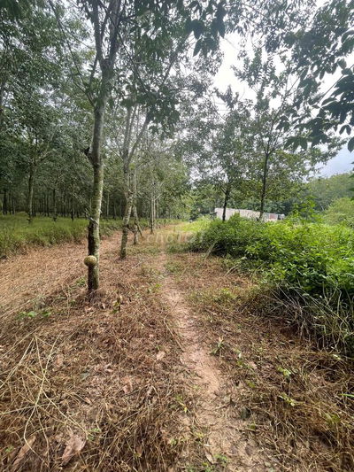 Ngân hàng thanh lý đất lớn có thổ cư, ngang 47m