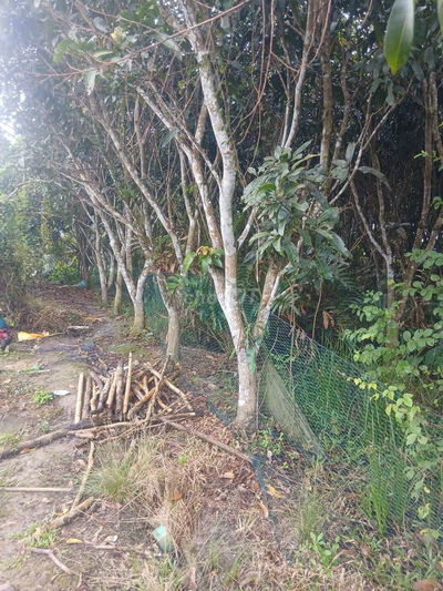 1tr2m² đất vườn kv Ba Láng Cần Thơ