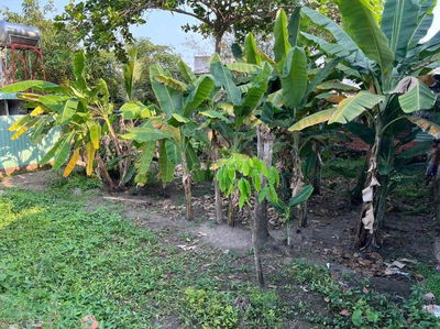 Bán đất thổ cư