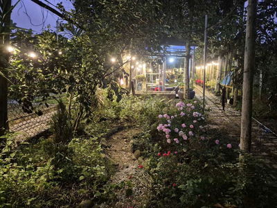 Bán nhà vườn nho nhỏ ở xã hòa nhơn, 229m2 đất ở toàn bộ, có sẵng vườn