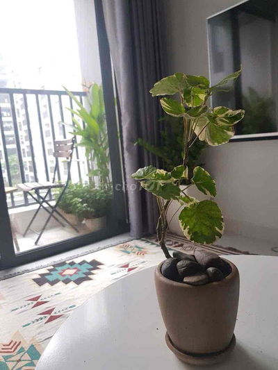 CHO THUÊ CĂN HỘ ĐẸP -NỘI THẤT CHẤT- NHẤT LOVERA VISTA .