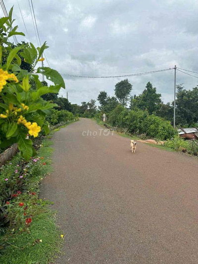 bán đất rẽ thổ cư bình bA