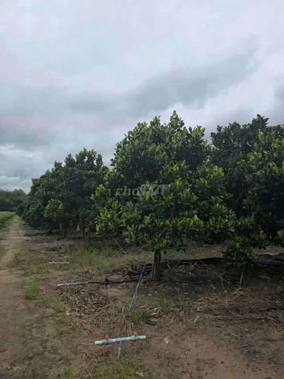 Bán Vườn Mít tx chơn thành