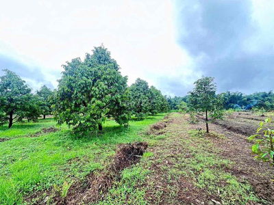 bán đất đang có sẵn cây sầu riêng