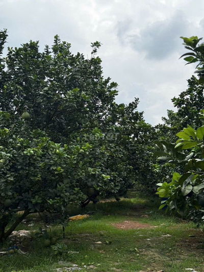 Đất xào vườn bưởi phủ hồng TPHCM, đường oto vào tận đất,có điện ba pha