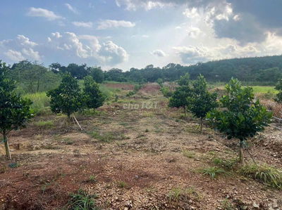 260tr công chứng vườn Mít Indo, Sapoche đất Tân Lợi gần chợ