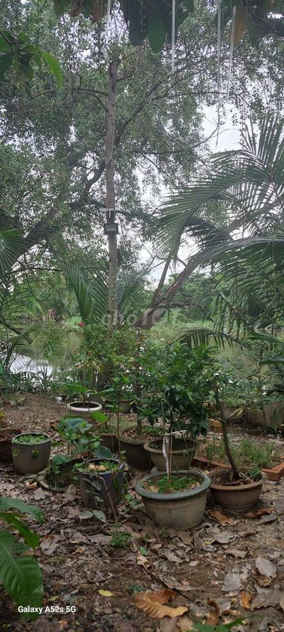 Cho thuê quán cafe sân vườn tại Bình Hưng, Bình Chánh