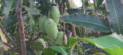 Bán vườn cây ăn trái 25m×40m đường Vườn Thơm xã Bình Lợi HBC