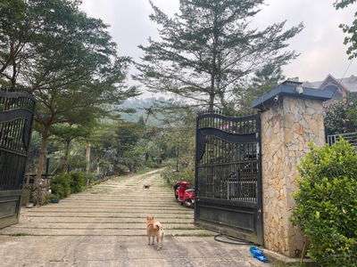 Gia đình e cần tiền cắt bán lô đất 320m, mặt đường trải nhựa 14m,xóm Hà Nội xung quanh ngõ đều BT