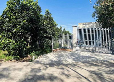 Bán vườn đang trồng mít đang thu hoạch