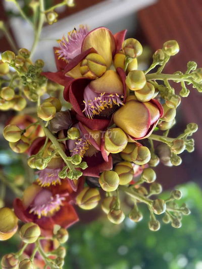 Cho thuê shop house 40m2. Mặt tiền chợ. Dương Quảng hàm p5.gv