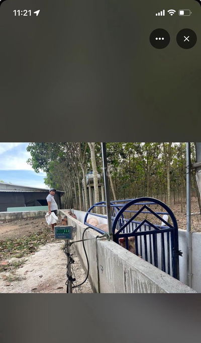 Cho thuê trại heo ở Phú Giáo, Bình Dương