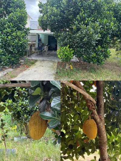 BÁN ĐẤT VƯỜN DIỆN TÍCH 2100M2 GIÁ 220TR TẠI CHƠN THÀNH – BÌNH PHƯỚC