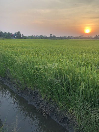 Đất nông nghiệp diện tích 5311m2 Đường bà miêu huyện Bình Chánh