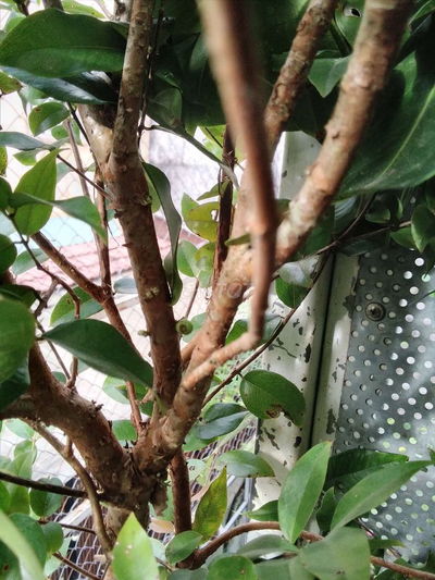 Nhà mặt tiền đường Nguyễn Văn Luông