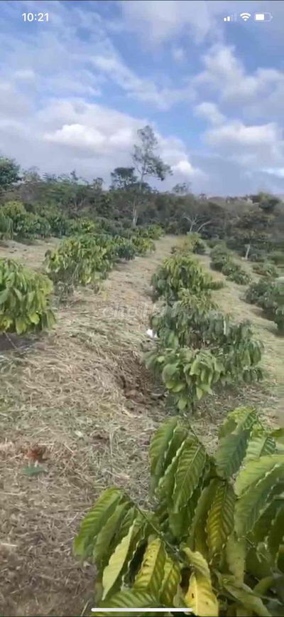 150 tr/ sào rẫy 1 hecta 900 cây cà + sầu riêng sang năm thu hoạch