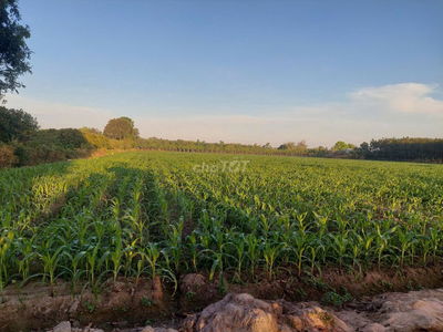 Bán đất diện tích lớn (2 mẫu) gần KCN Hiệp Thạnh,