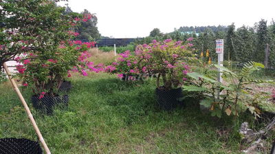 Đất sổ hồng 329m đường số 16 xã Củ Chi