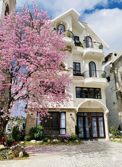 🔥Mở bán 41 căn La Cerise Đà Lạt Villas 🚨
 Trịnh Hoài Đức, TP. Đà Lạt