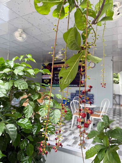 cho thuê sân PICKLEBALL mới 100%